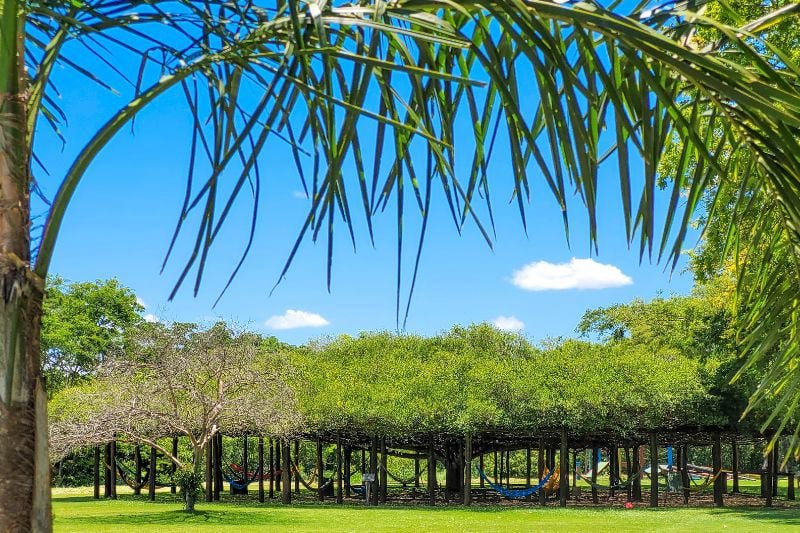 descanse no redário da praia sob a figueira
